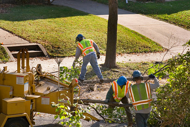 Best Tree Cabling and Bracing  in Johnson Lane, NV