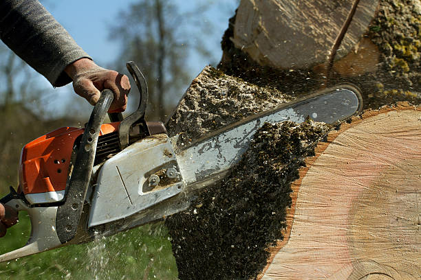 Best Stump Grinding and Removal  in Johnson Lane, NV